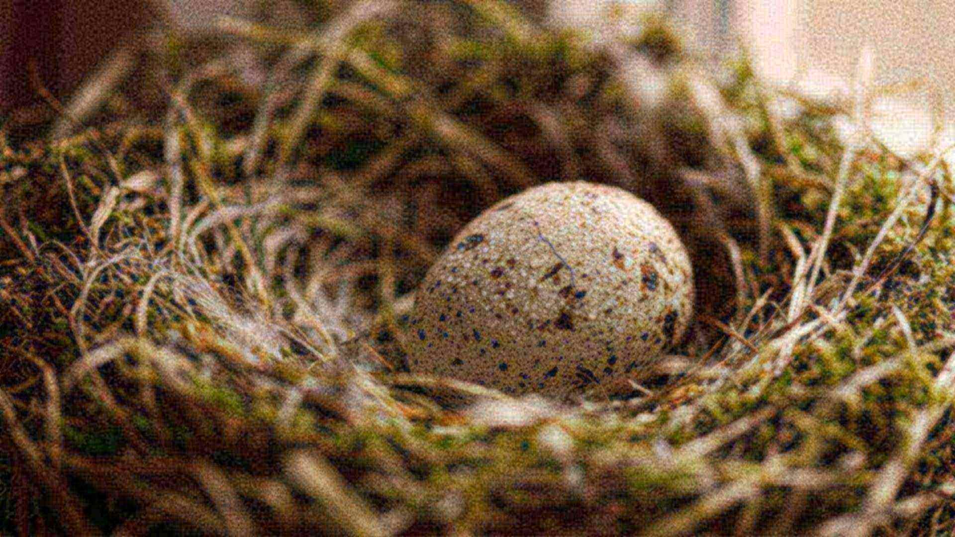 L'œuf, une coque calculée — œufs d'oiseaux