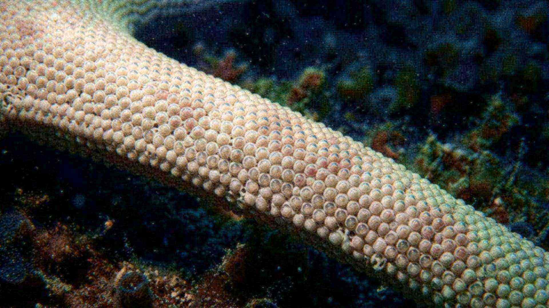 L'« œil-squelette » de l'ophiure — Ophiocoma wendtii