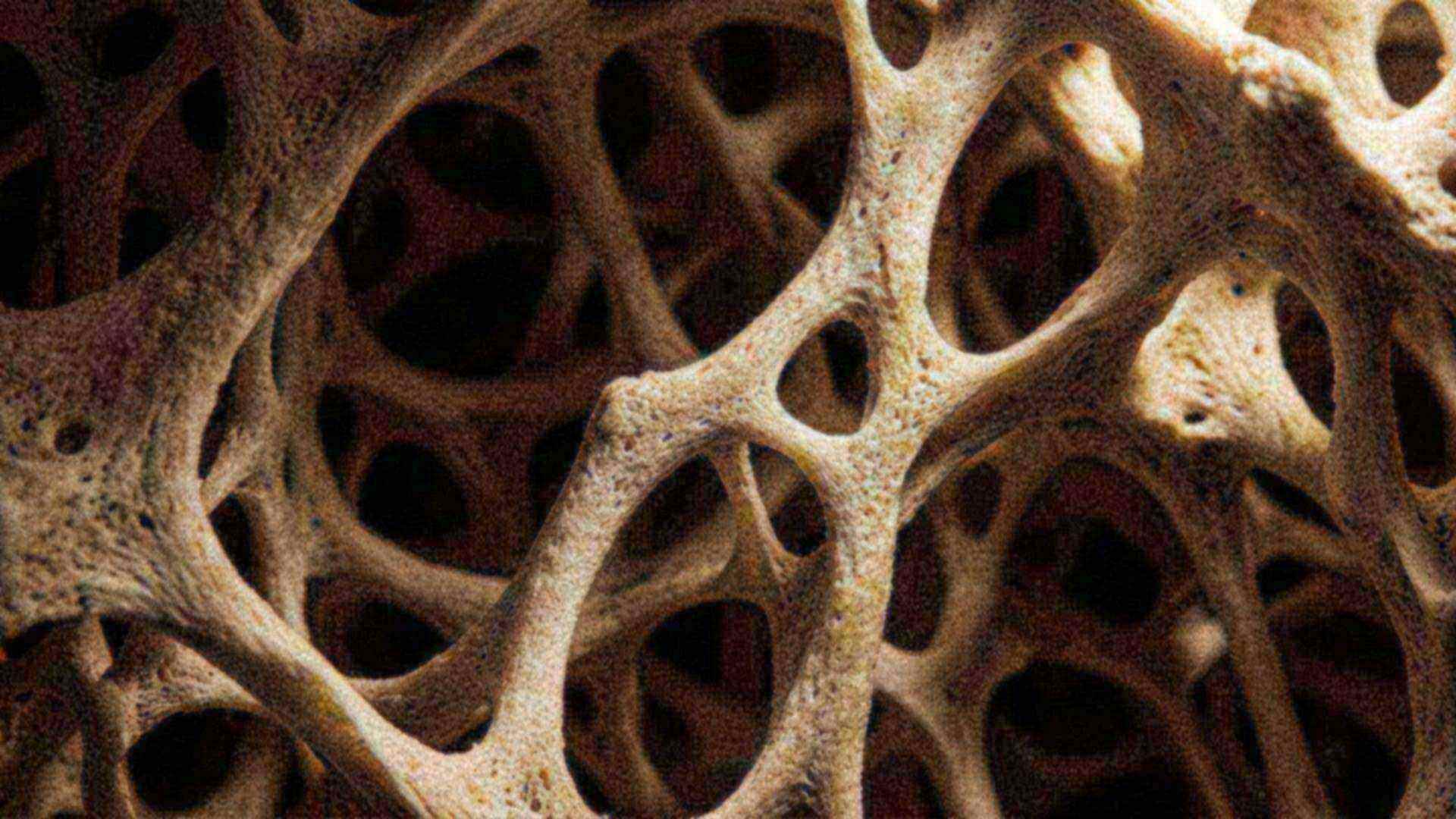 L'os, l'architecture cachée — tissu osseux cortical