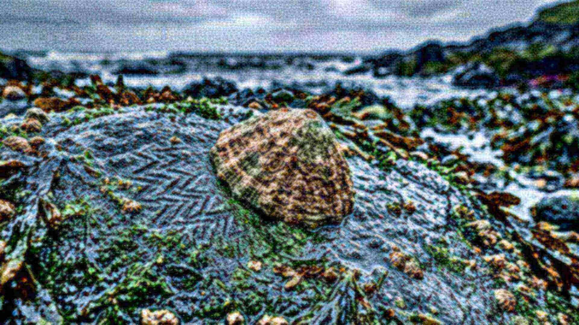 Les dents de la patelle — Patella vulgata
