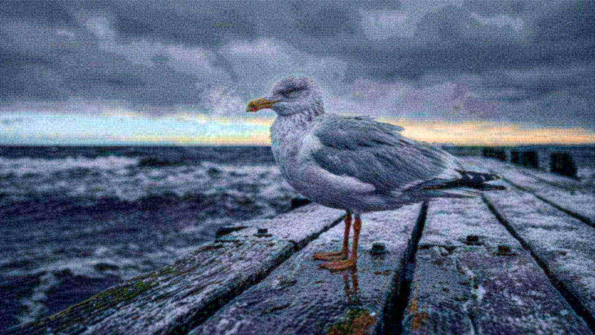 Les pattes du goéland — Larus