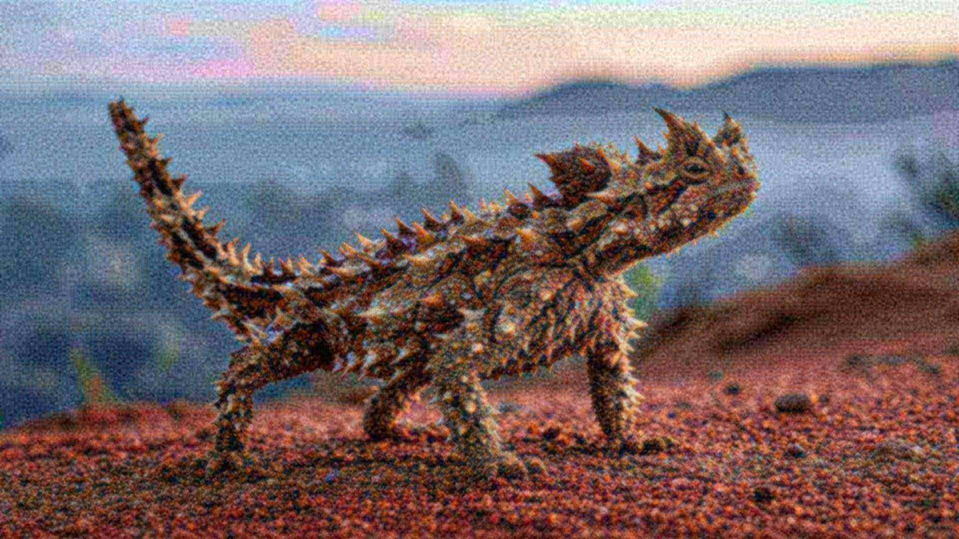 La peau du moloch, collecteur de rosée — Moloch horridus