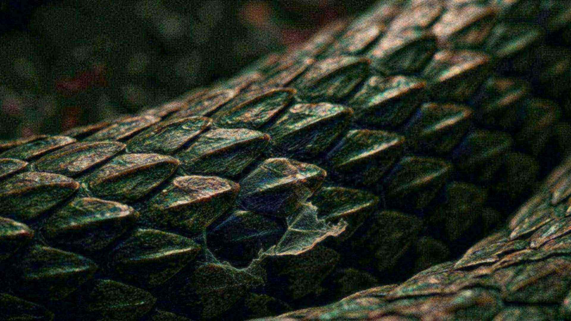 La peau du serpent — Serpentes