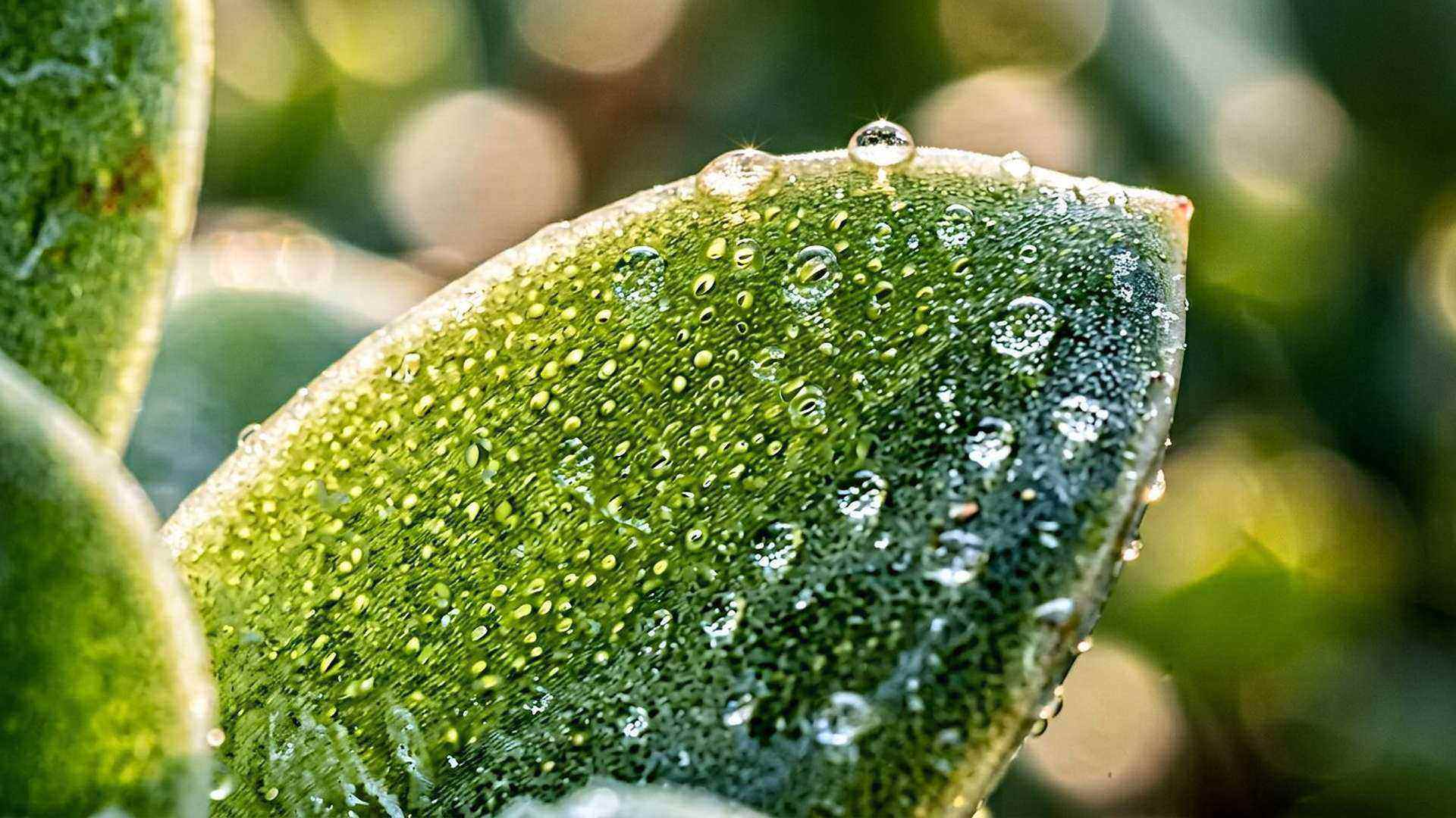 La photosynthèse : transformer la lumière en nourriture