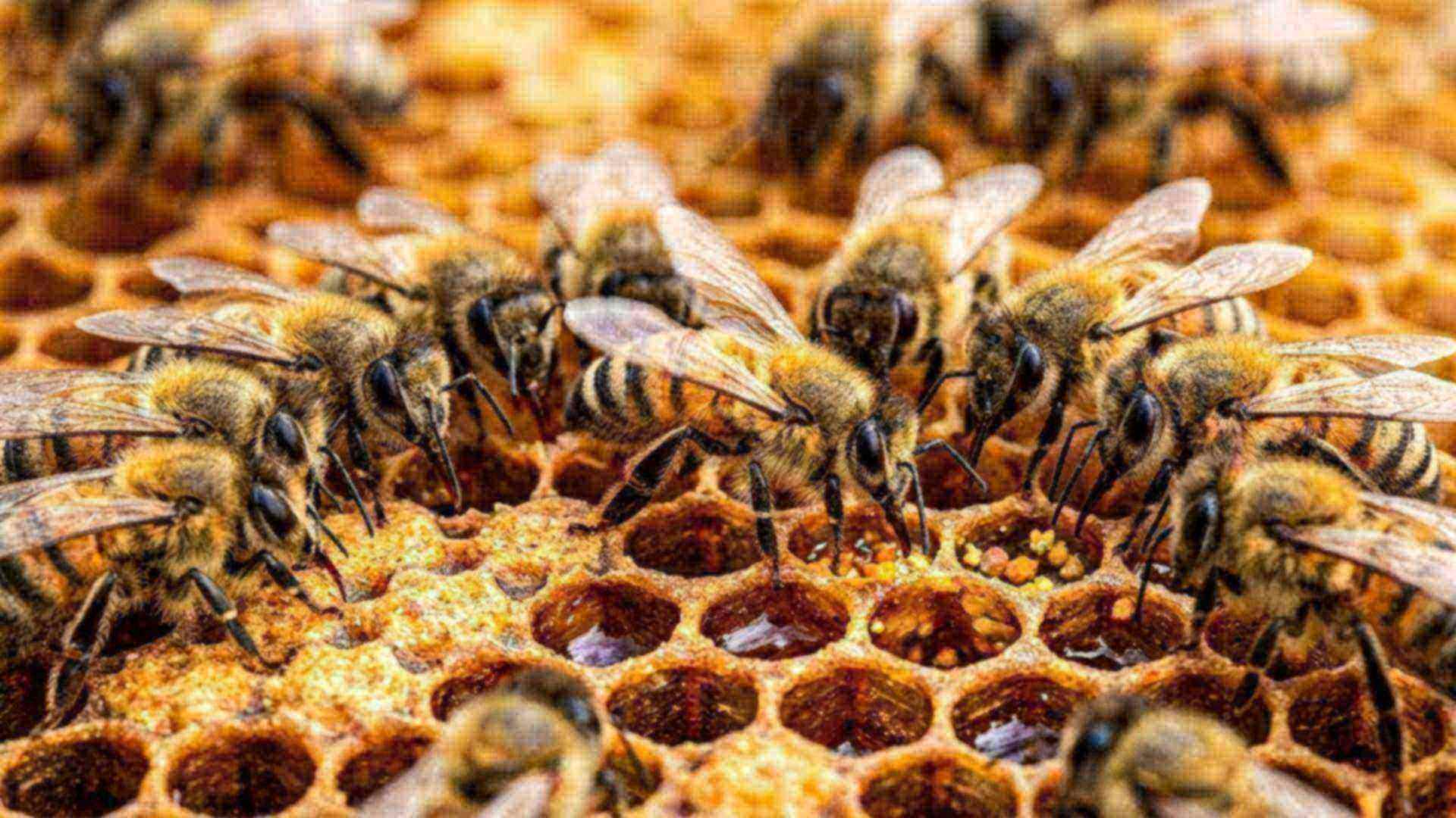 Langage des abeilles — reconstitution numérique