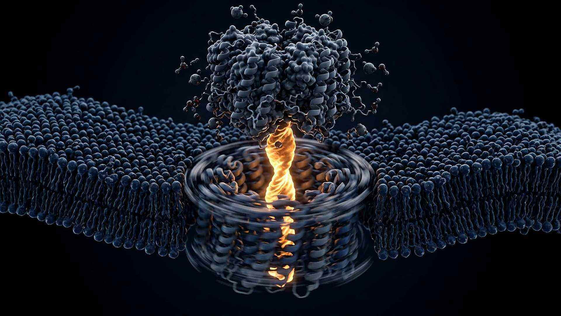 Structure de l'ATP synthase — reconstitution numérique