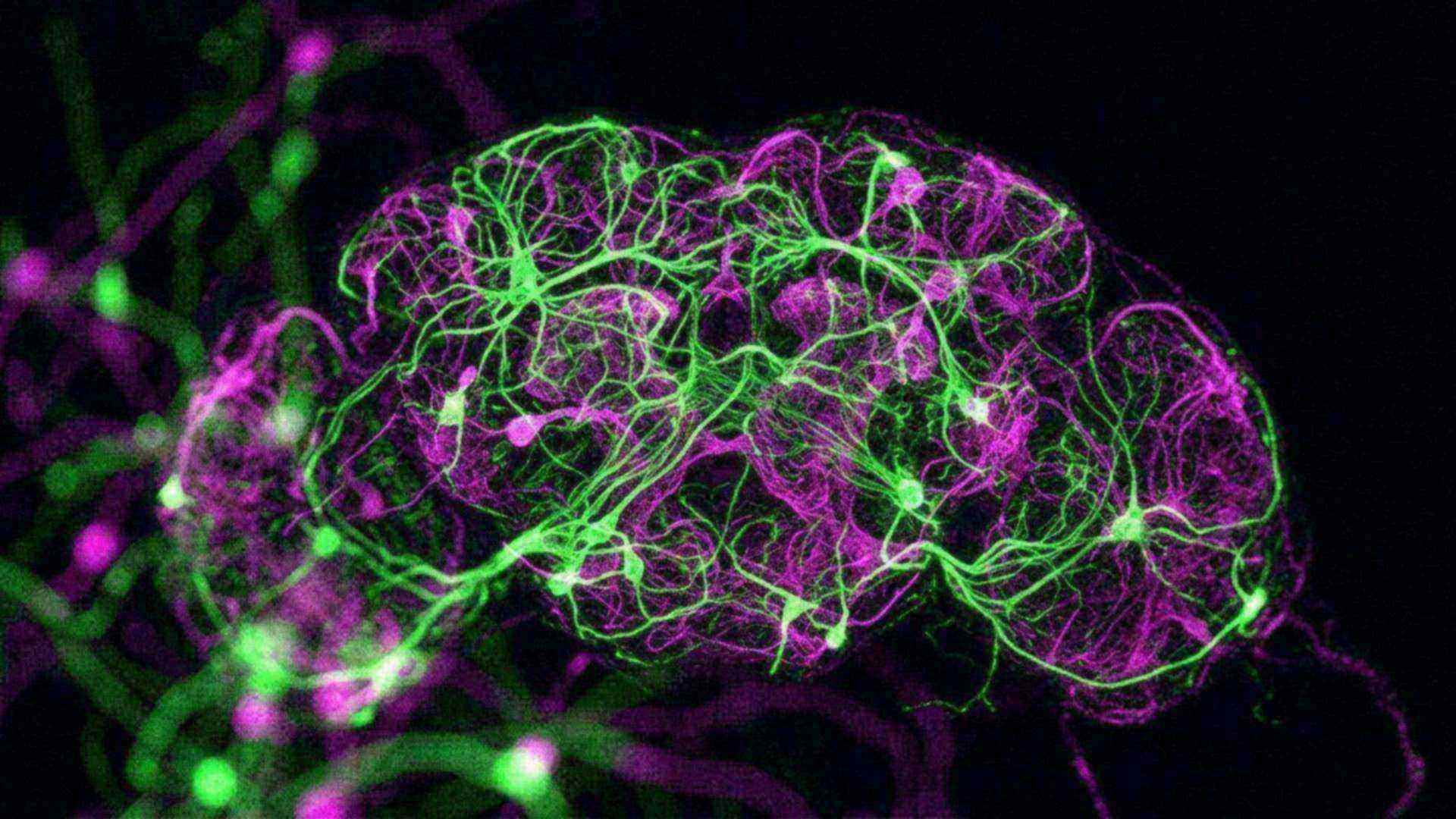 Connectome complet de la drosophile — reconstitution numérique