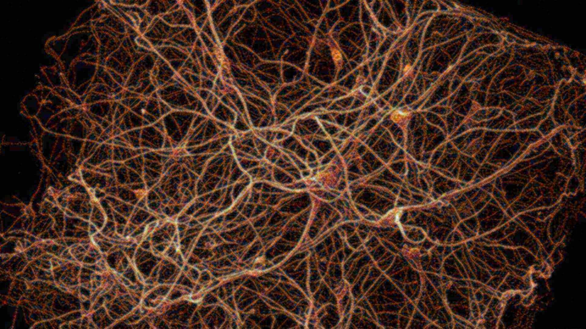 Reconstruction d'un millimètre cube de cortex — reconstitution numérique