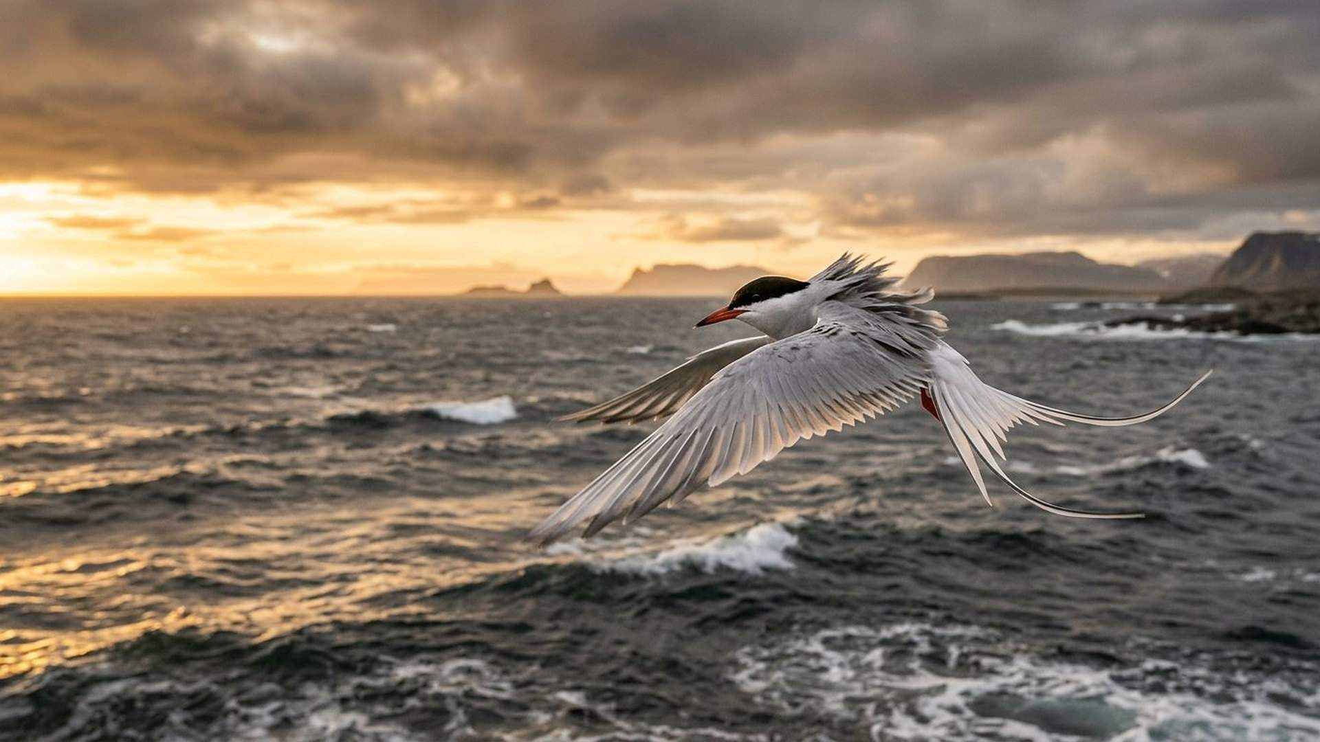 Migration de la sterne arctique — reconstitution numérique