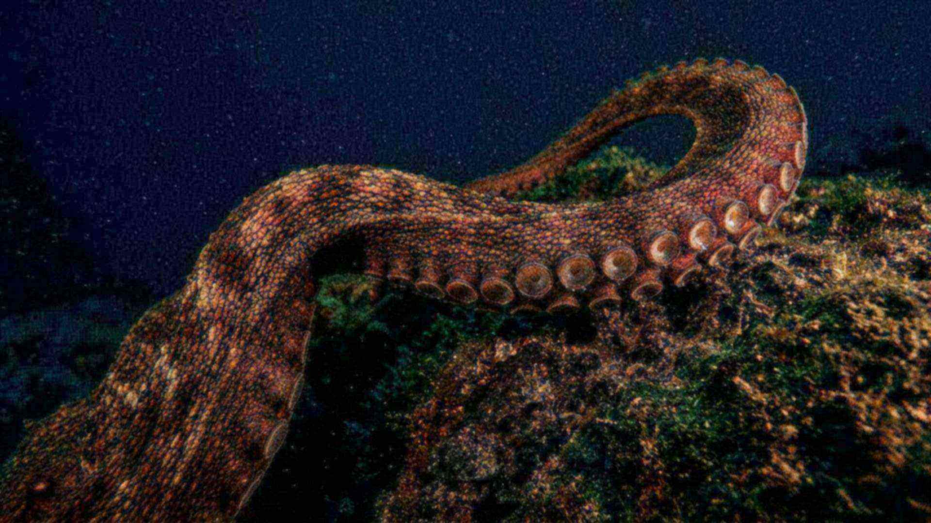 Le tentacule de la pieuvre — Octopus vulgaris