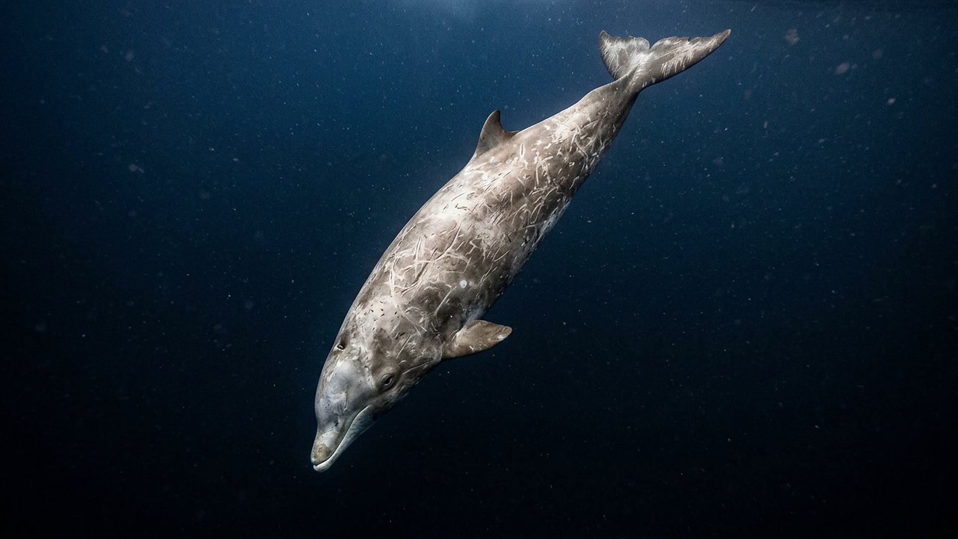 La plongée de la baleine à bec — Ziphius cavirostris