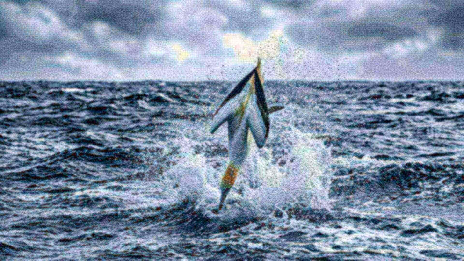 Le plongeon du fou de Bassan — Morus bassanus