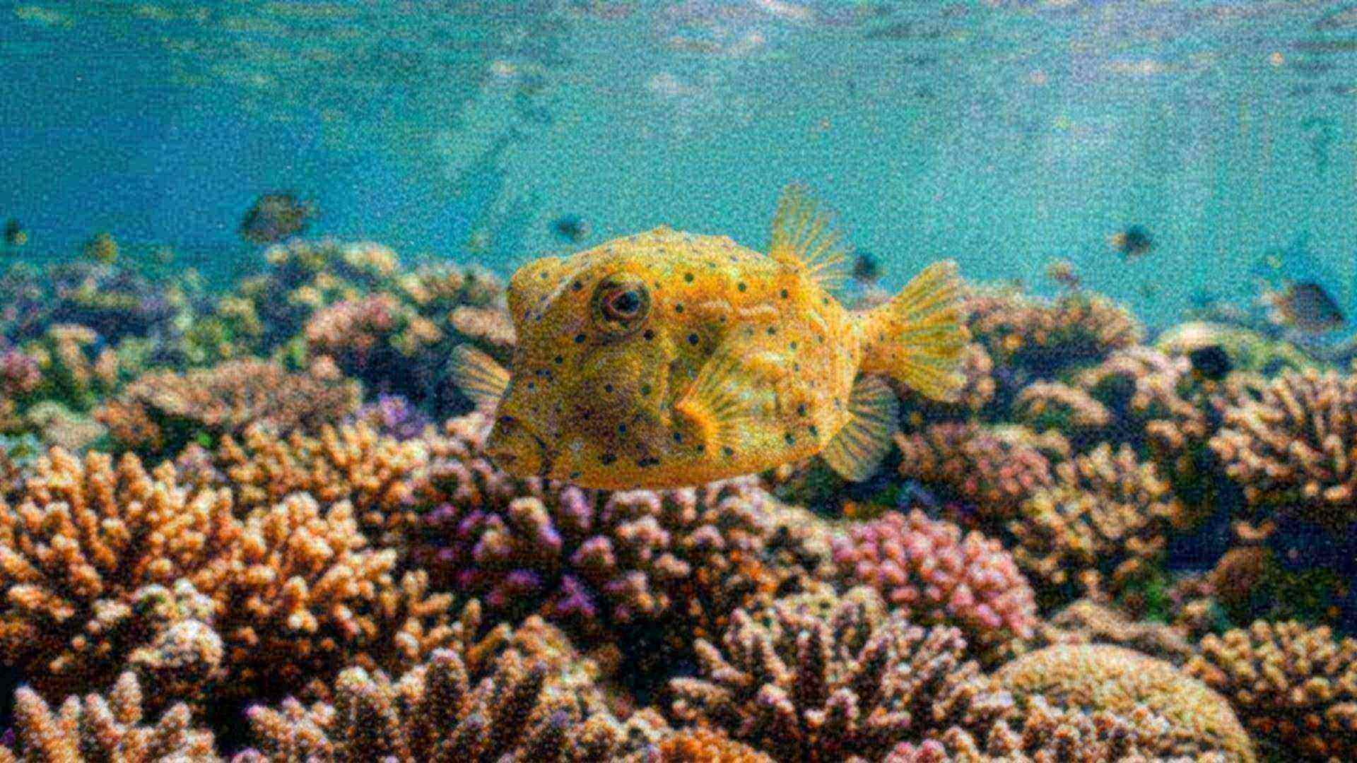 Le poisson-coffre, caréné — Ostracion cubicus