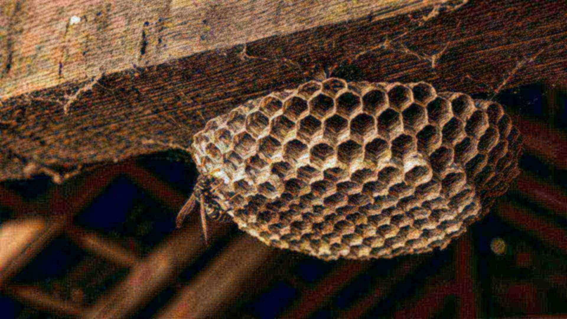 L'instinct constructeur de la poliste — Polistes