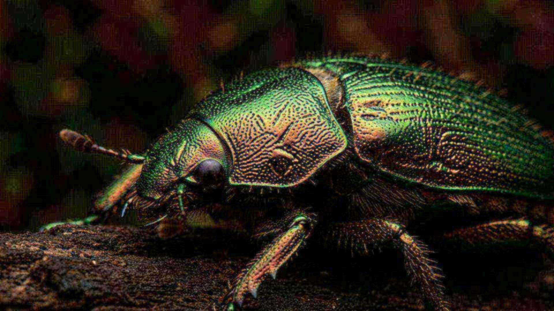 Le capteur de fumée du bupreste — Melanophila