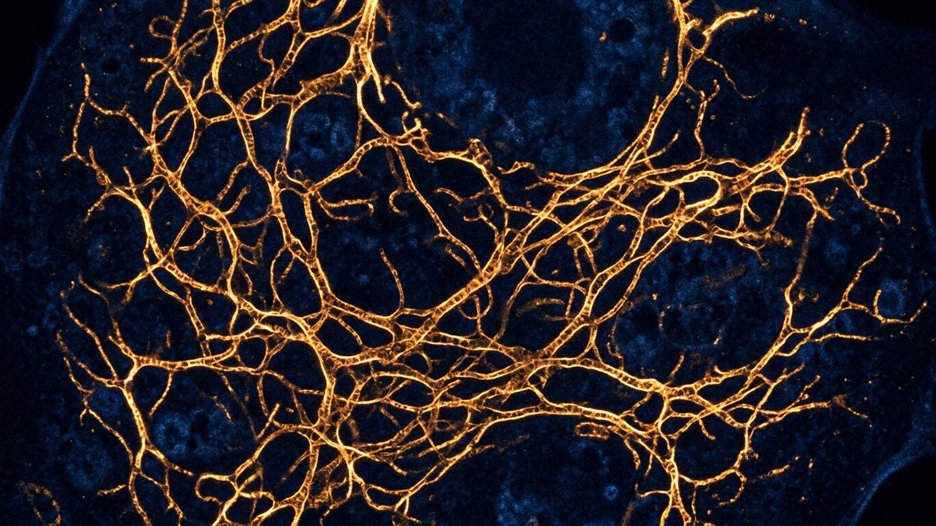 Un réseau de mitochondries : des dizaines de petites centrales électriques vivantes, interconnectées.