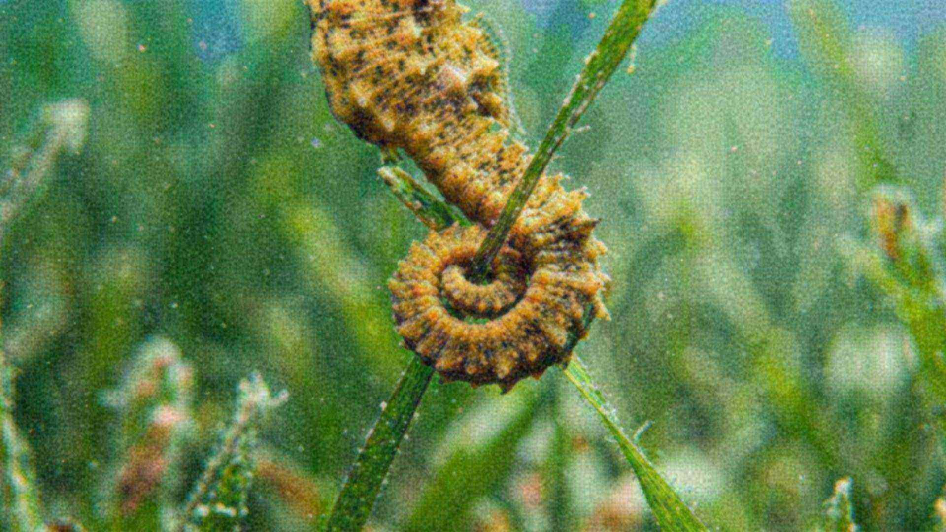 La queue de l'hippocampe — Hippocampus
