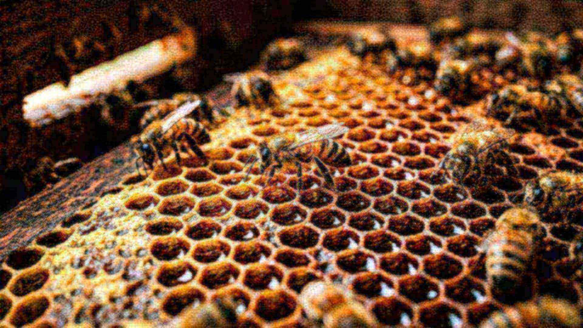 Le rayon de miel — Apis mellifera