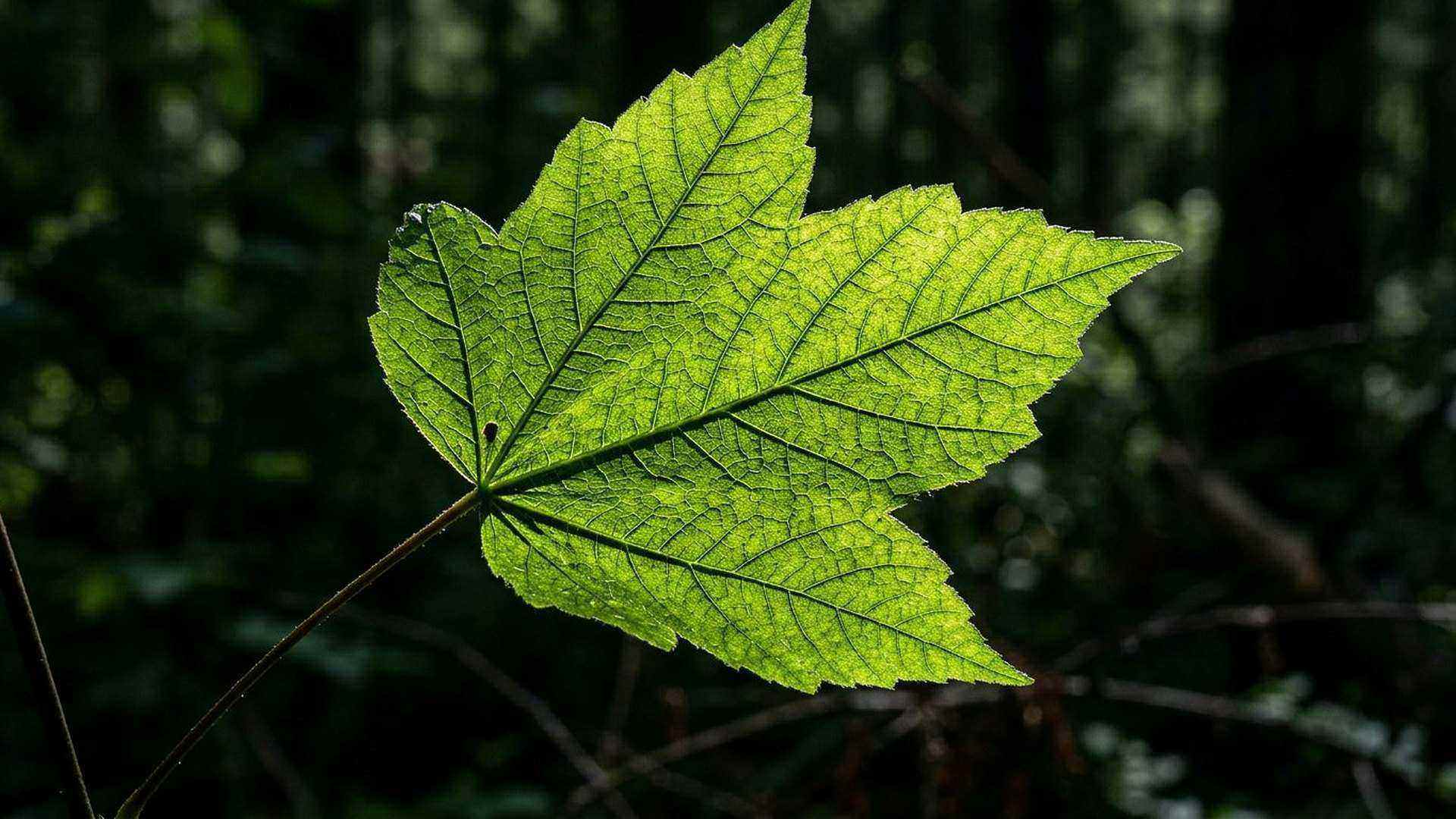 Une feuille en contre-jour : le réseau de nervures transporte l’eau et la sève selon un plan de distribution déjà optimisé.