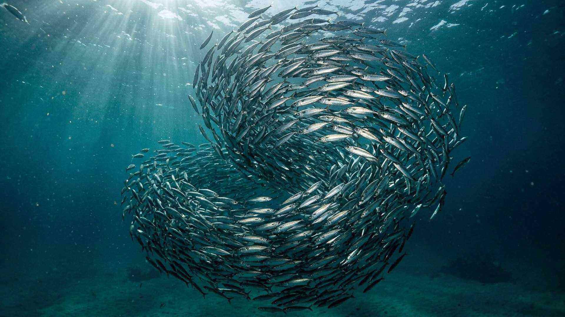 Un banc de poissons se referme et s’ouvre sans chef : chaque individu suit trois règles locales, et le groupe se comporte comme un seul animal.
