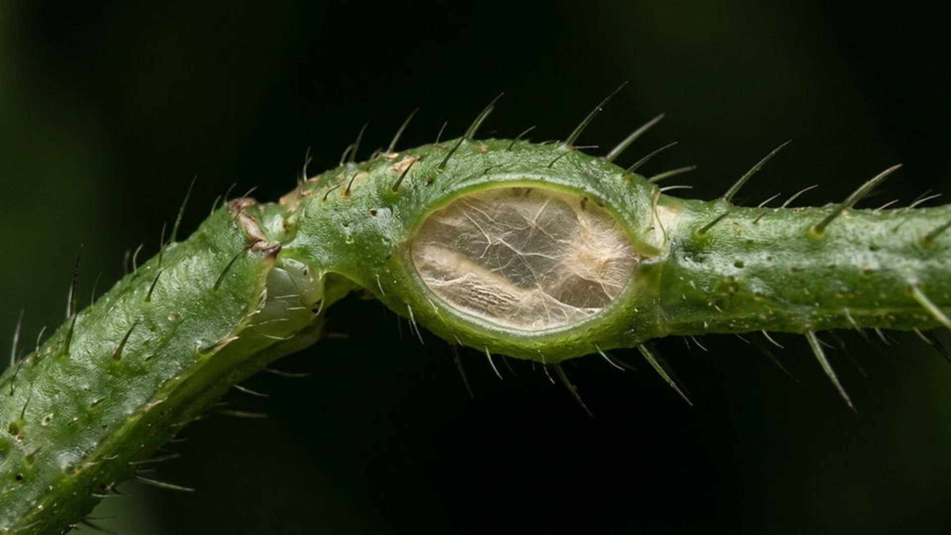 L'ouïe ultra-fine de la sauterelle — Copiphora