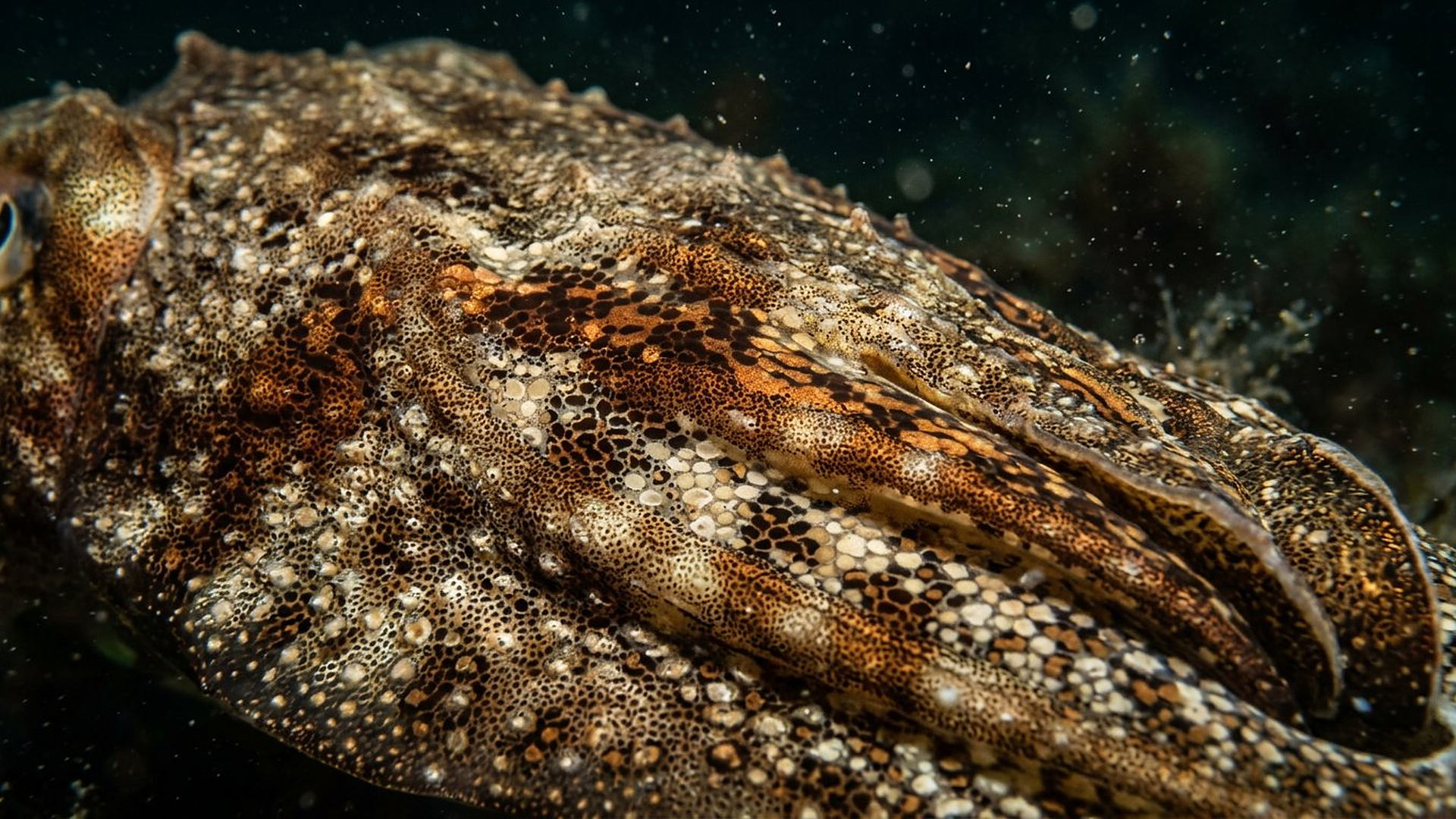 Le camouflage de la seiche — Sepia officinalis