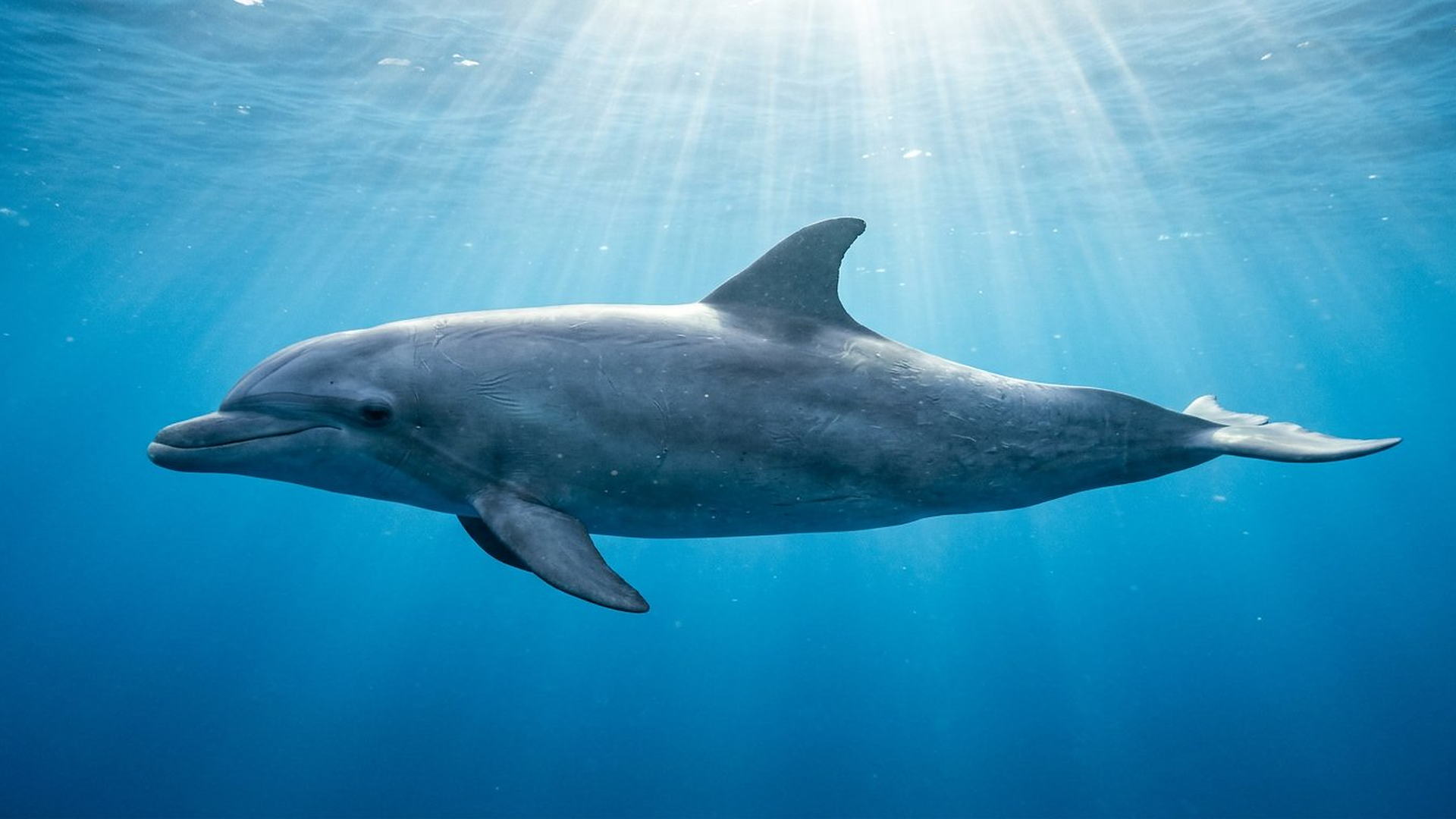 Le sonar du dauphin — Tursiops truncatus
