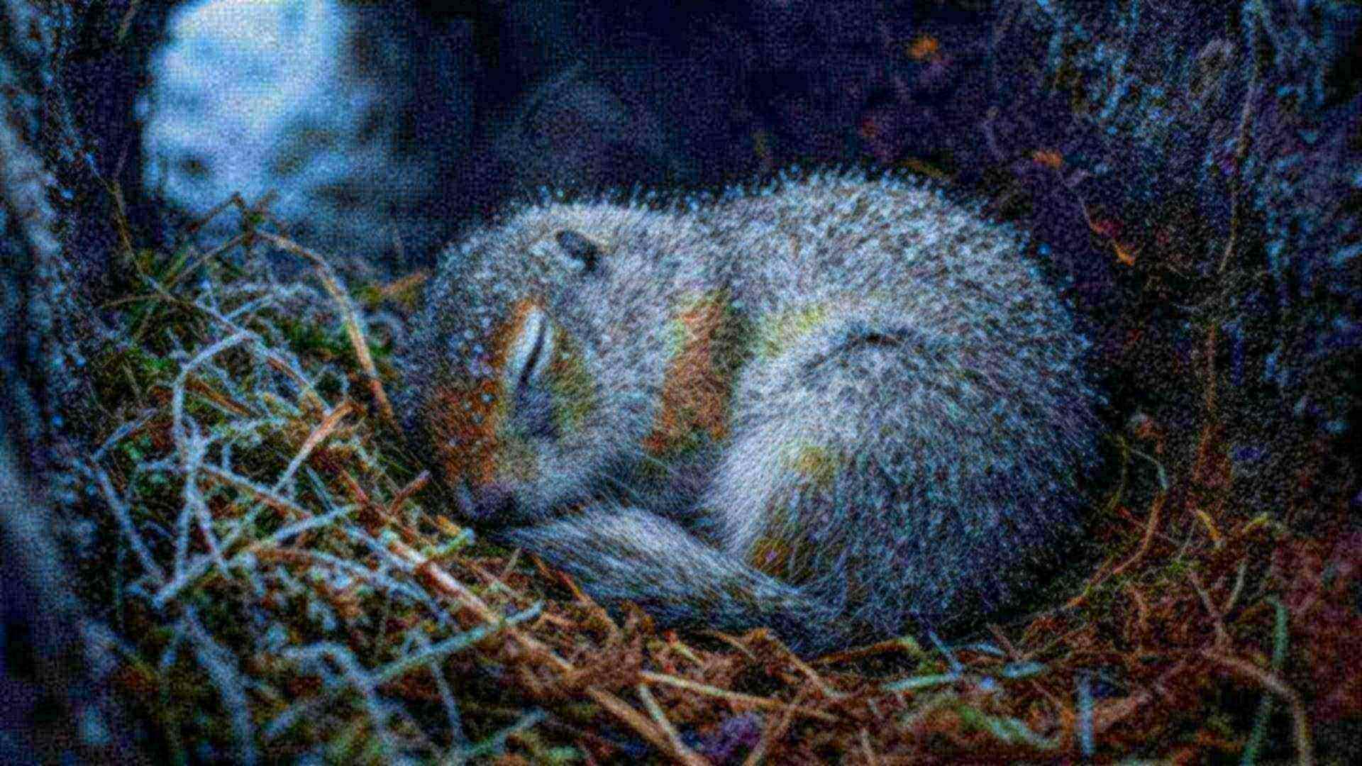 Le cerveau du spermophile — Urocitellus parryii