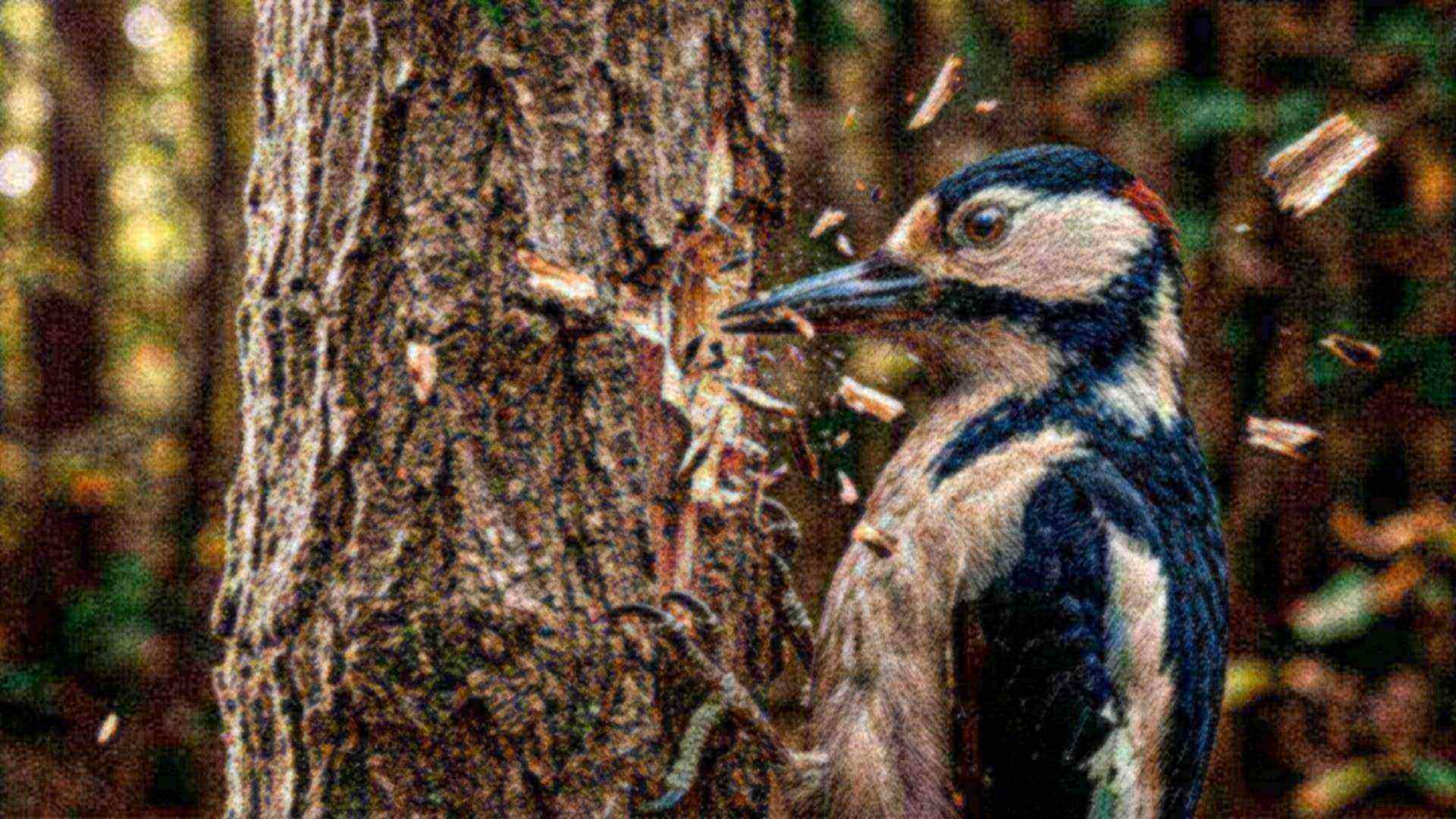 La tête antichoc du pic — Picidae