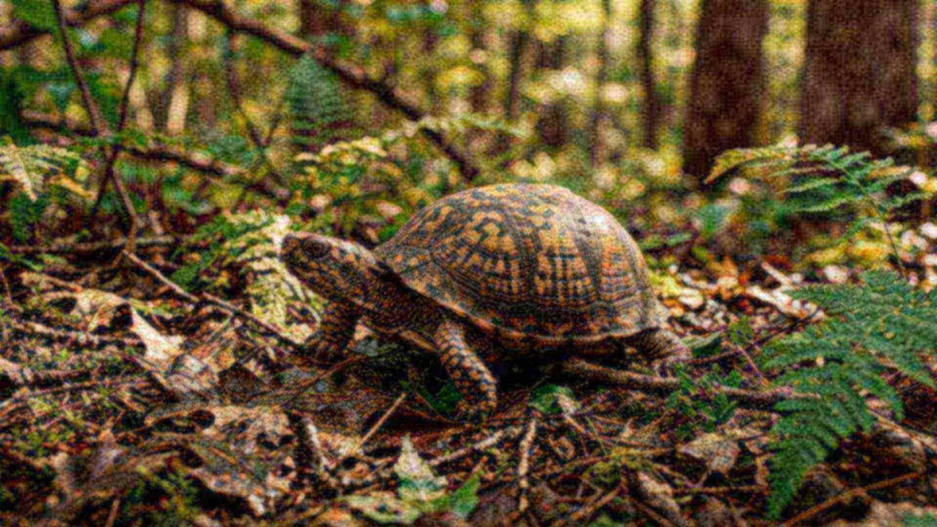 La carapace, abri et squelette — Testudines