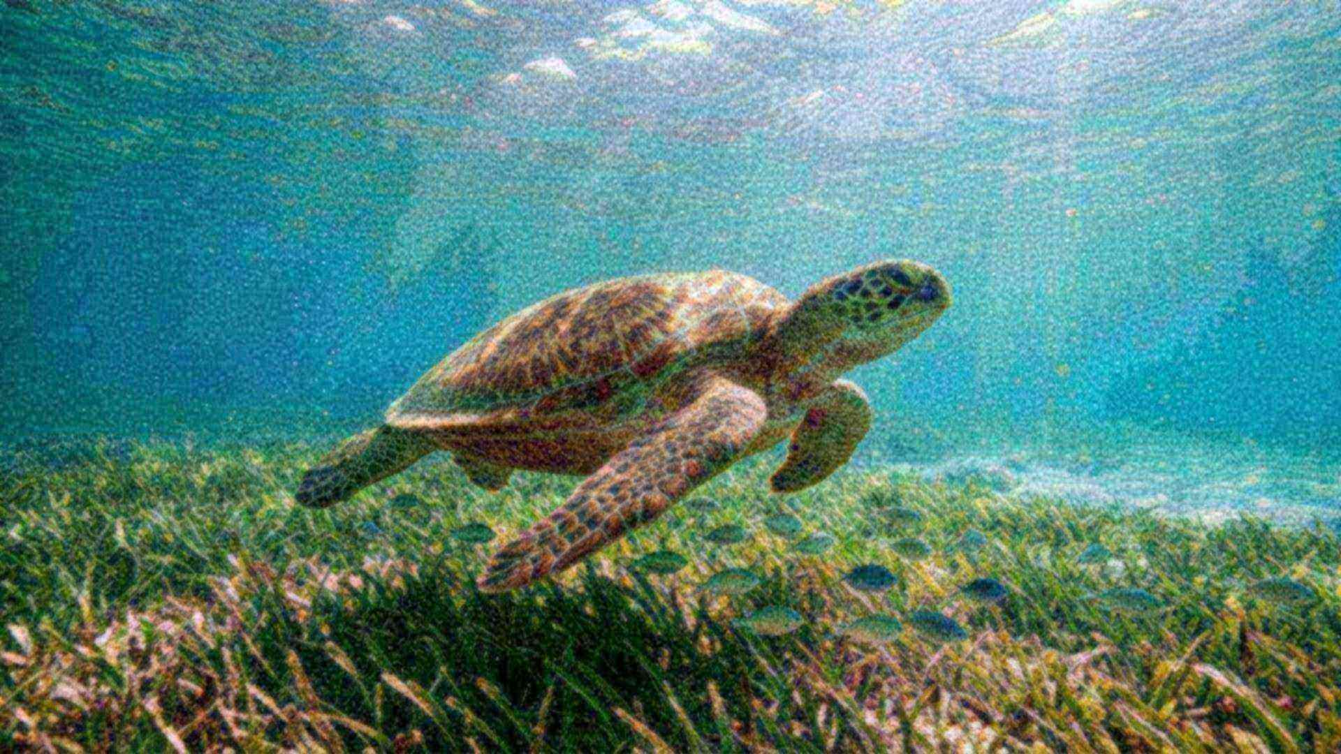 L'orientation de la tortue de mer — Chelonia mydas