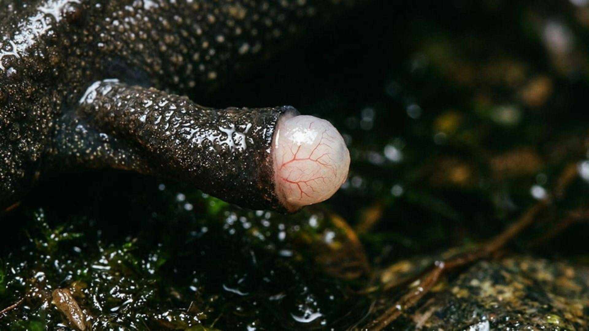 La régénération du triton — Ambystoma mexicanum (axolotl)
