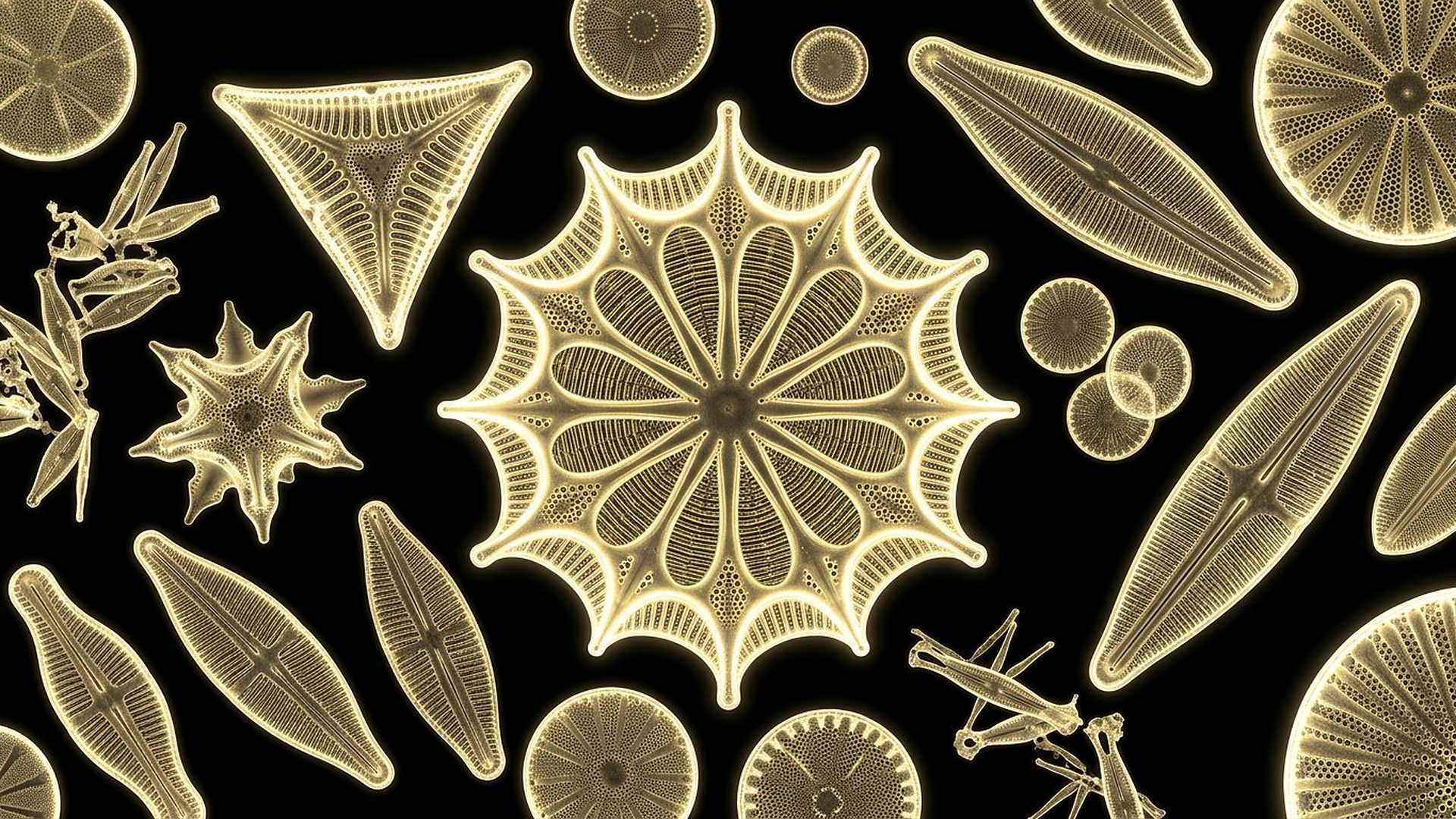 Des diatomées et leurs coques de silice : une géométrie parfaite, produite par un être sans cerveau.