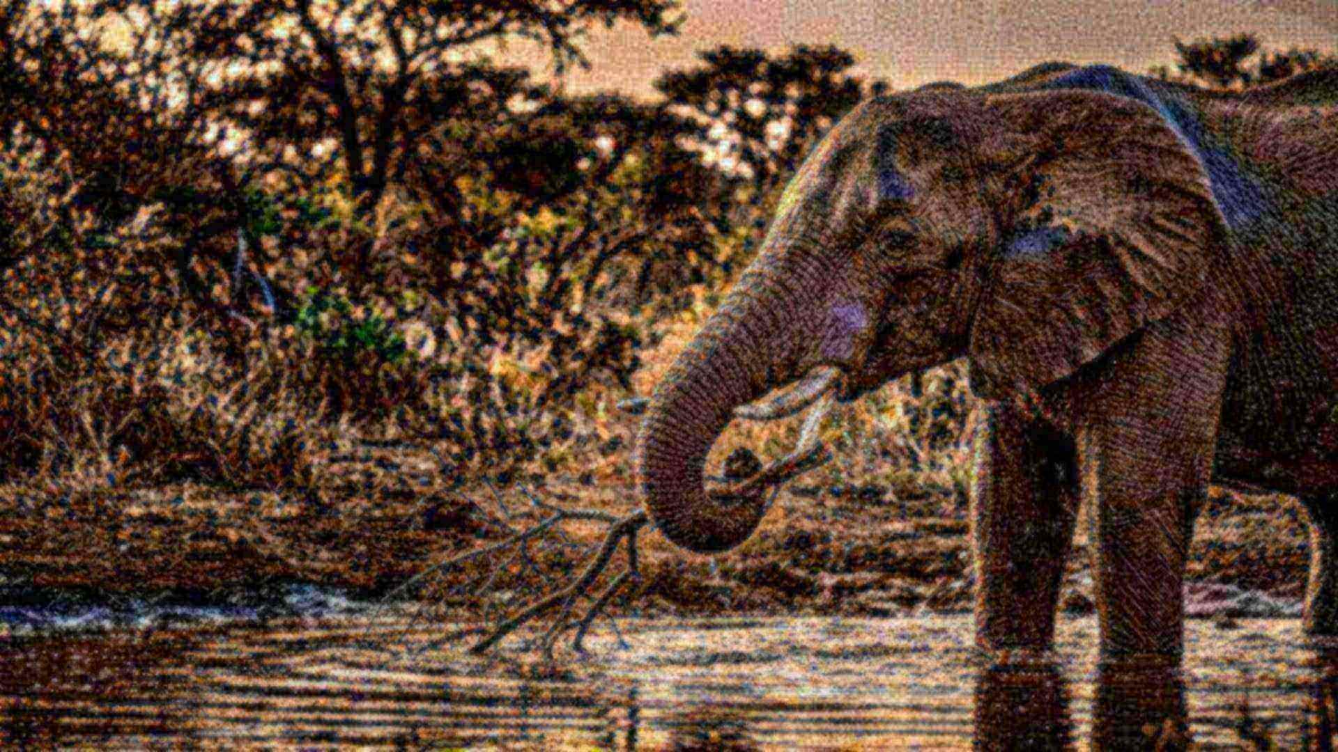 La trompe de l'éléphant — Loxodonta africana