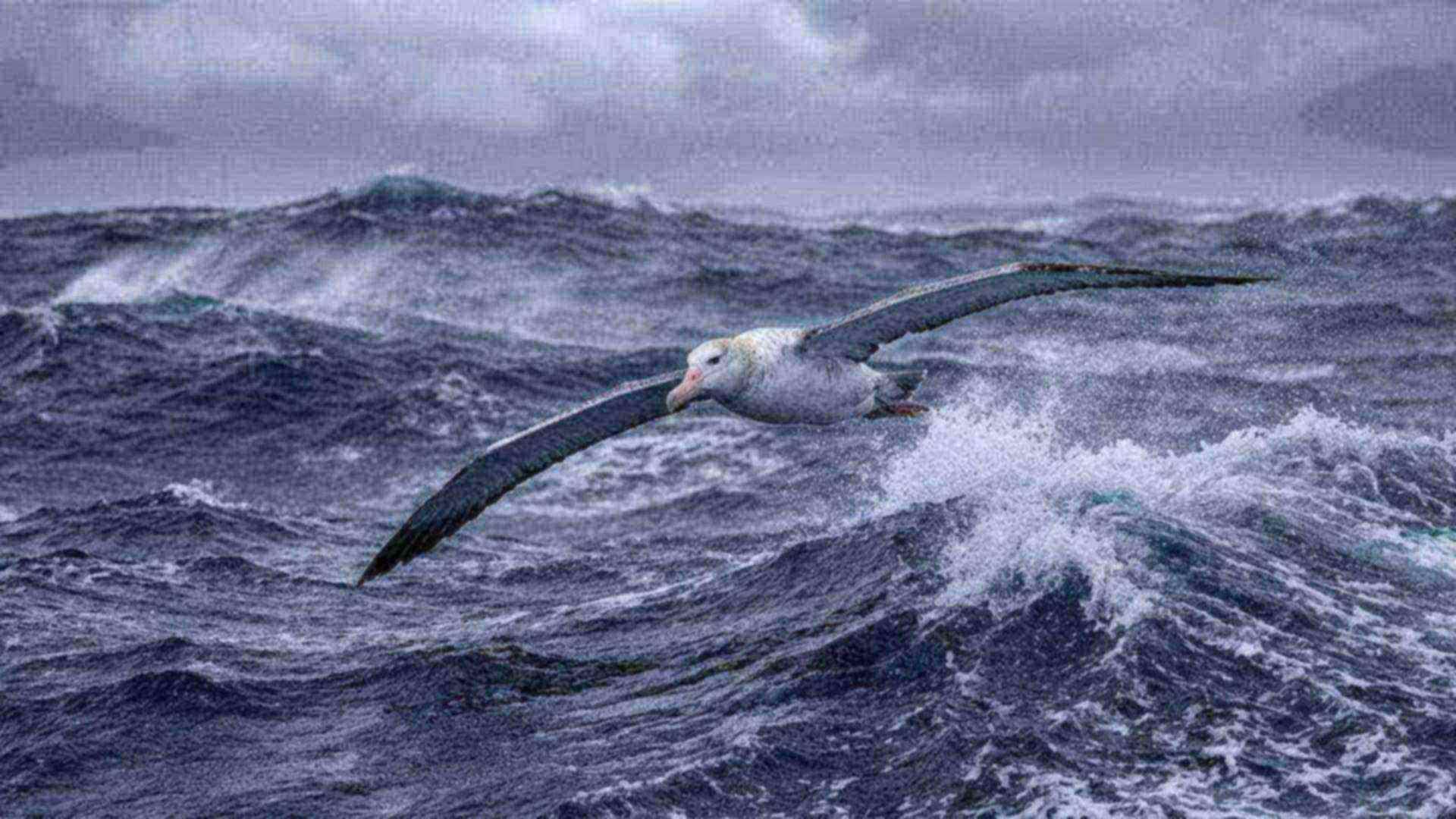 Le vol de l'albatros — Diomedea exulans